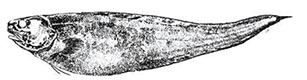 Spectrunculus grandis_inicio.jpg